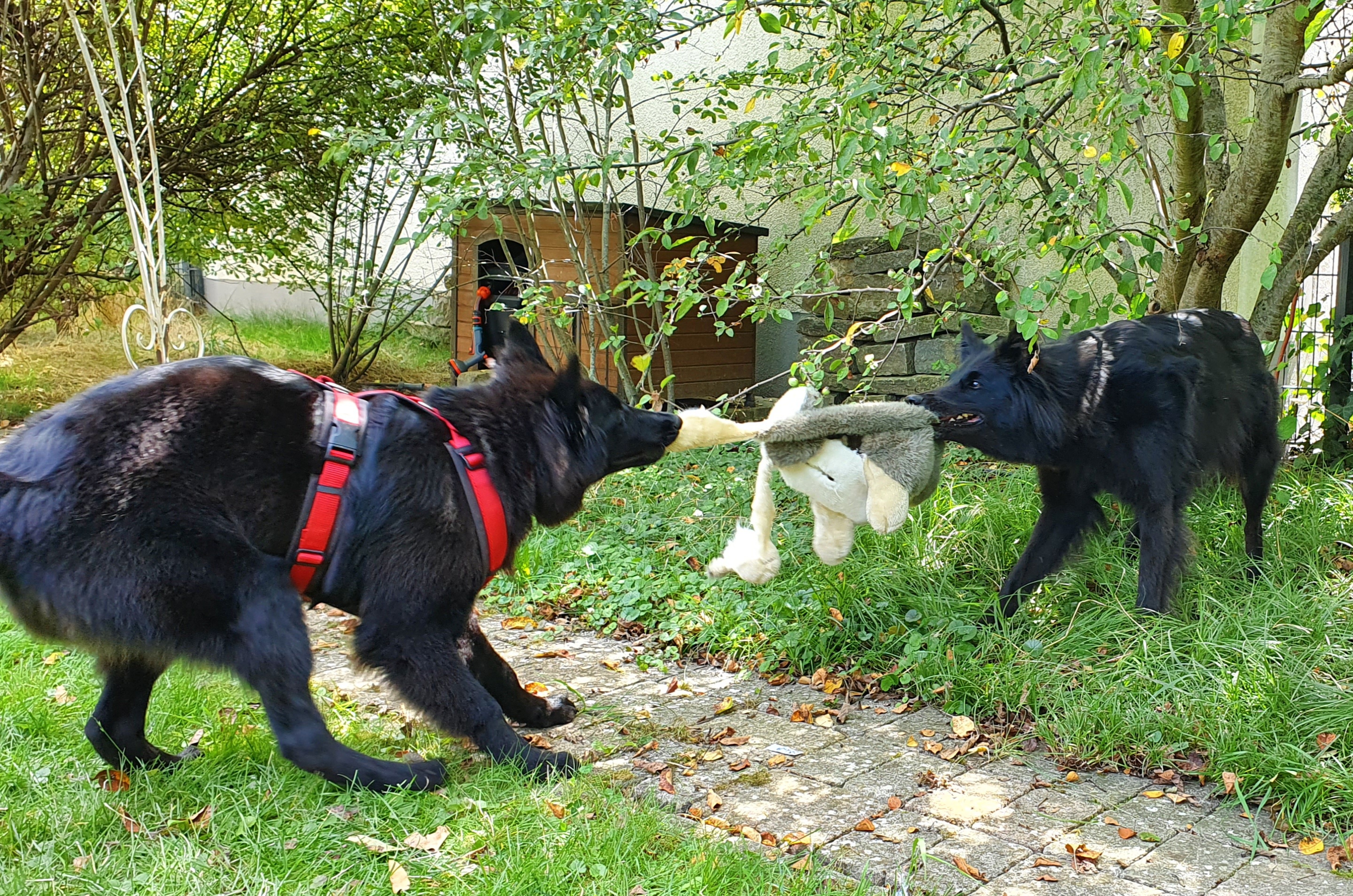Enya und Lucy